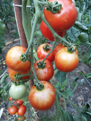 Hitzeschaden Tomate.jpg