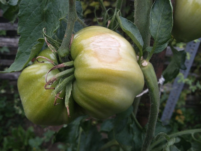 Sonnenbrand Tomate.jpg