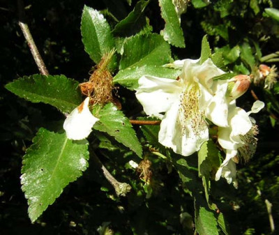 Eucryphia_glutinosa1.jpg