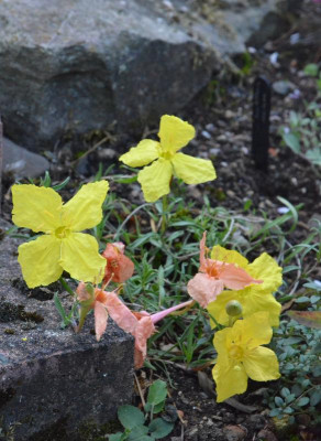 Calylophus_lavandulifolius.18-2.jpg
