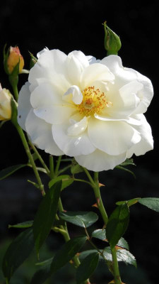 DSCN4668.JPG