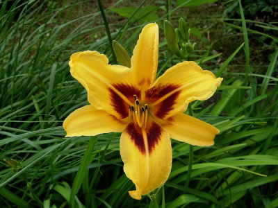 Hem-Bonanza-070624-DSCN0088.jpg