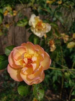 DSC_3886.JPG