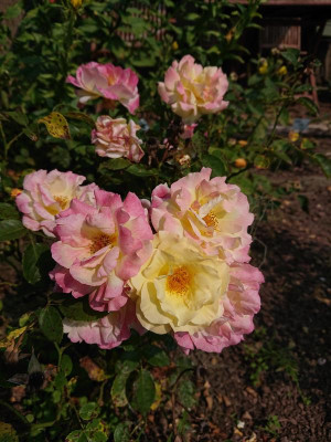 DSC_3865.JPG