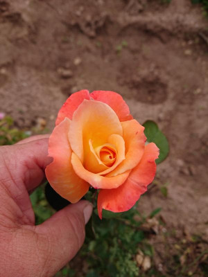 DSC_3554.JPG