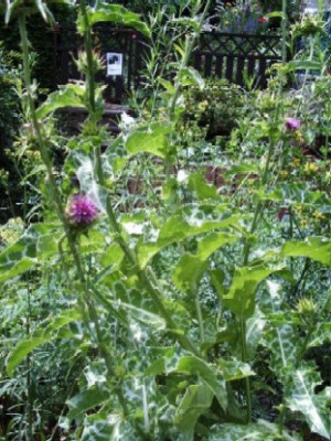 Mariendistel.JPG