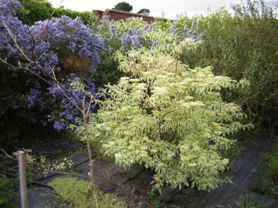 Cornus_contro_var.jpg