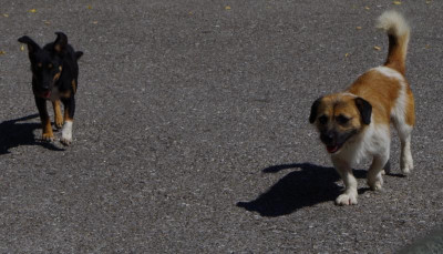 Straßenhunde.JPG