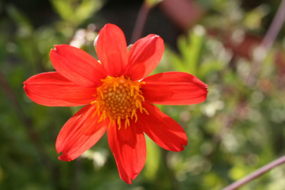 IDahlia coccineus.JPG