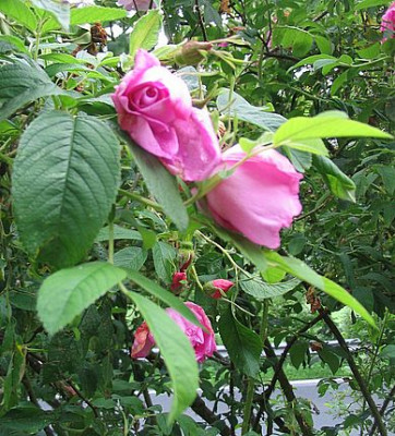 namenlose_Rose_2_fars_2007.jpg