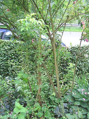 namenlose_Rose_4_fars_2007.jpg