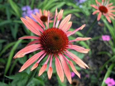 Echinacea_Sunset_u.jpg