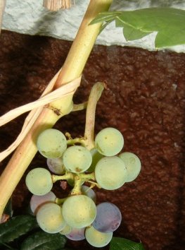 wein_blau04.jpg