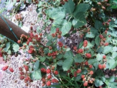 Brombeeren.JPG