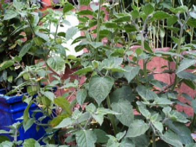 Physalis.JPG