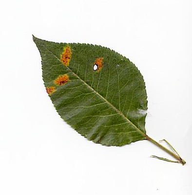 Birnenblatt.jpg