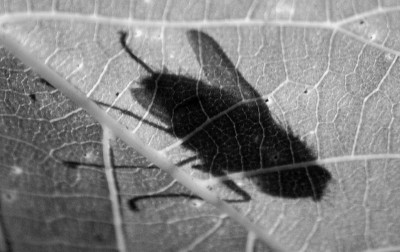 Hitchcock-Fliege-250607-.jpg