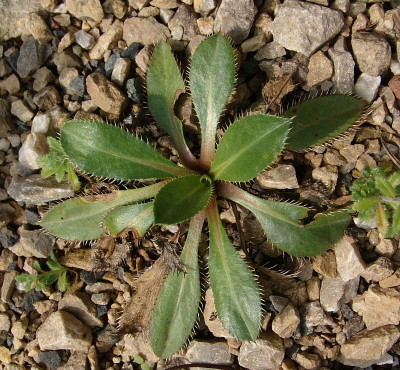 Carduncellus rhaponticoides.jpg