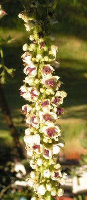 Verbascum_nigra_alba.jpg