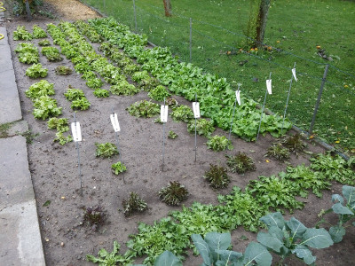 Salat19828.jpg