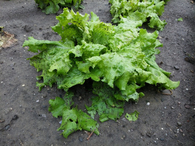 Laibacher Eis Hagelschaden.jpg