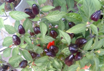 chili_habanero04.jpg