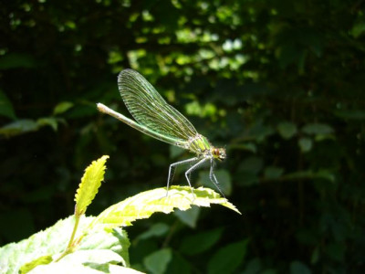 Libelle.24.06.2007.1.JPG