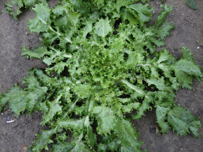 Salanova Crispy Hagelschaden.jpg