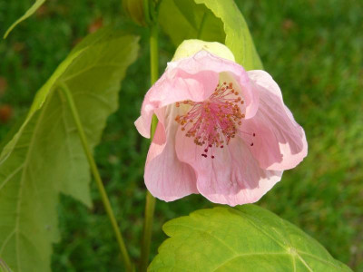 abutilon ( Schönmalven).jpg