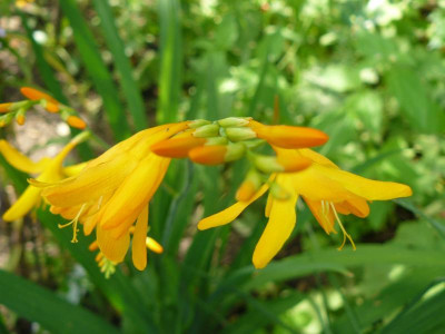 Crocosmia (Montbretie).jpg