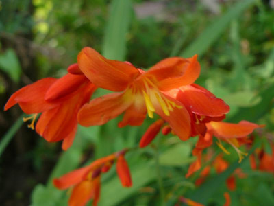Crocosmia Princess (Montbretie).jpg