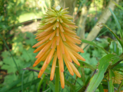 Kniphofia 'Ember Glow'  (Fackellilie).jpg