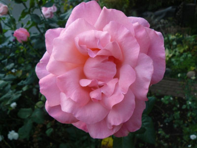 Rose 1.jpg