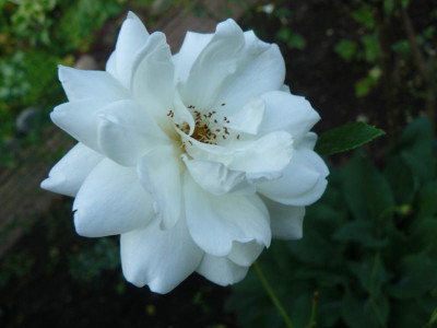Rose 3.jpg