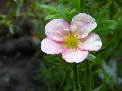 Potentilla fruticosa 'Bellissima' Fingerstrauch.jpg