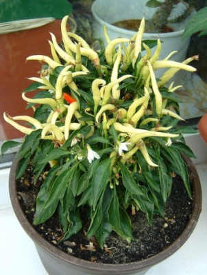 zipfelmuetzenchili04.jpg