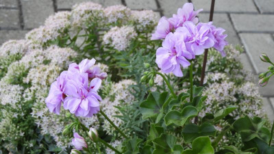 DSCN4681.JPG