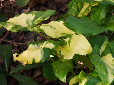 DSCF0996.JPG