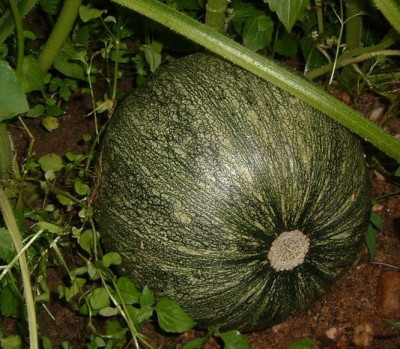 kuerbis_oel-.jpg