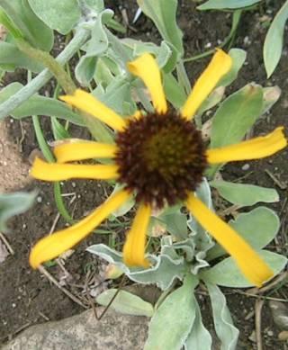 DSCN1771_Echin._paradoxa.jpg