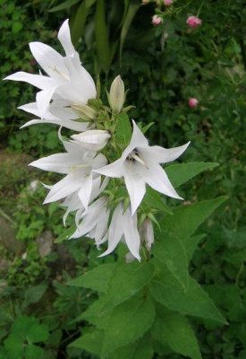 DSCN1797_Camp._latifolia_saemling.jpg