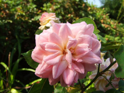 31.08.2019 13-14-39_19118.jpg
