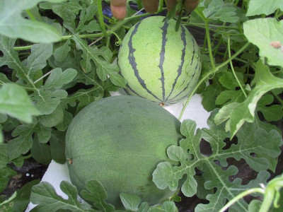 melonen1_06_24.JPG