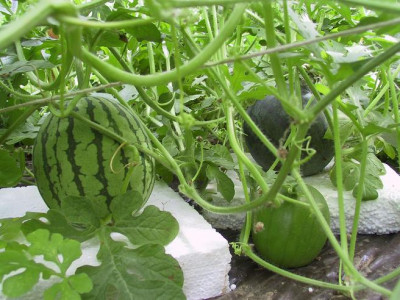 melonen2_06_24.JPG