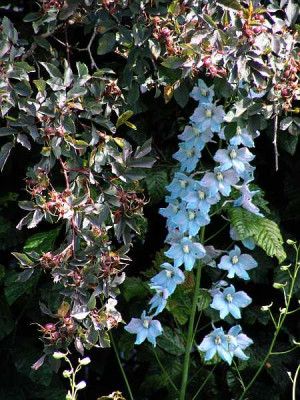 Delphinium_Gletscherwasser_0041.jpg