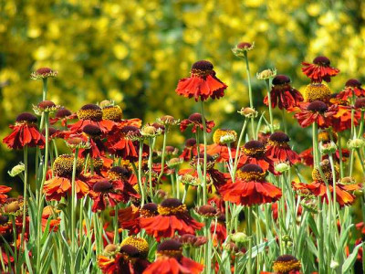 Helenium_Kupferzwerg_0056.jpg