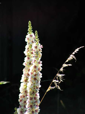 vberbascum_chaixii0024.jpg