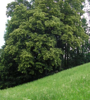 LindeJPG.JPG
