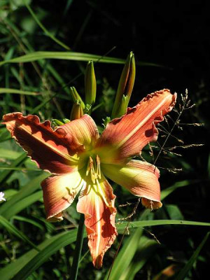 Kraeusel_Saemling_0008.jpg