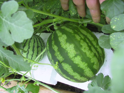 melonen3_06_24.JPG